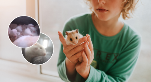 New investigation sheds light on the awful living conditions of pet shop hamsters