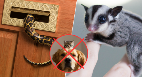 10 alternative pets for animal lovers who don’t want a cat or dog