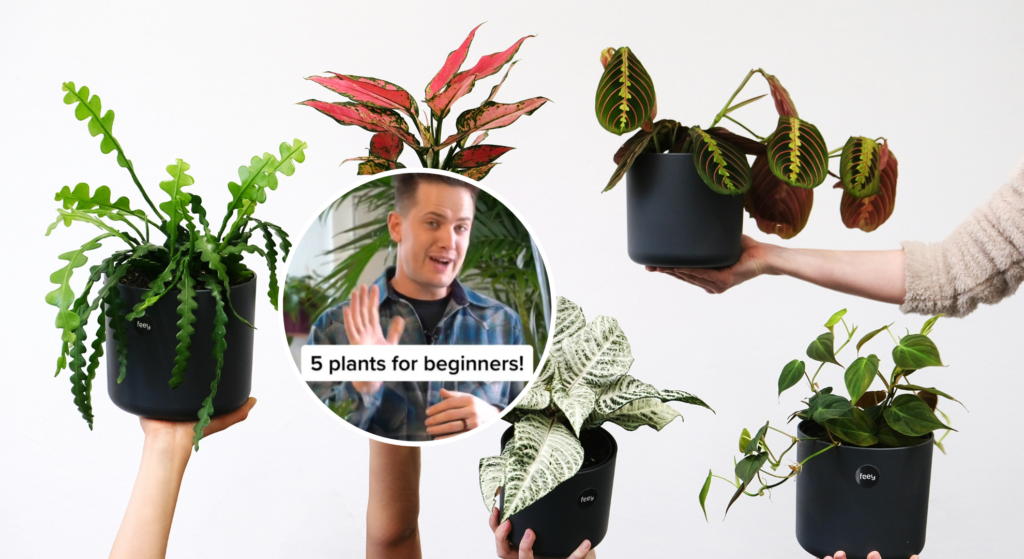 Gardening guru reveals 5 easy-maintenance houseplants any beginner can grow