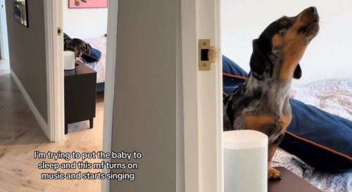 Adorable singing dachshund turns music on while owner tries to get baby to sleep