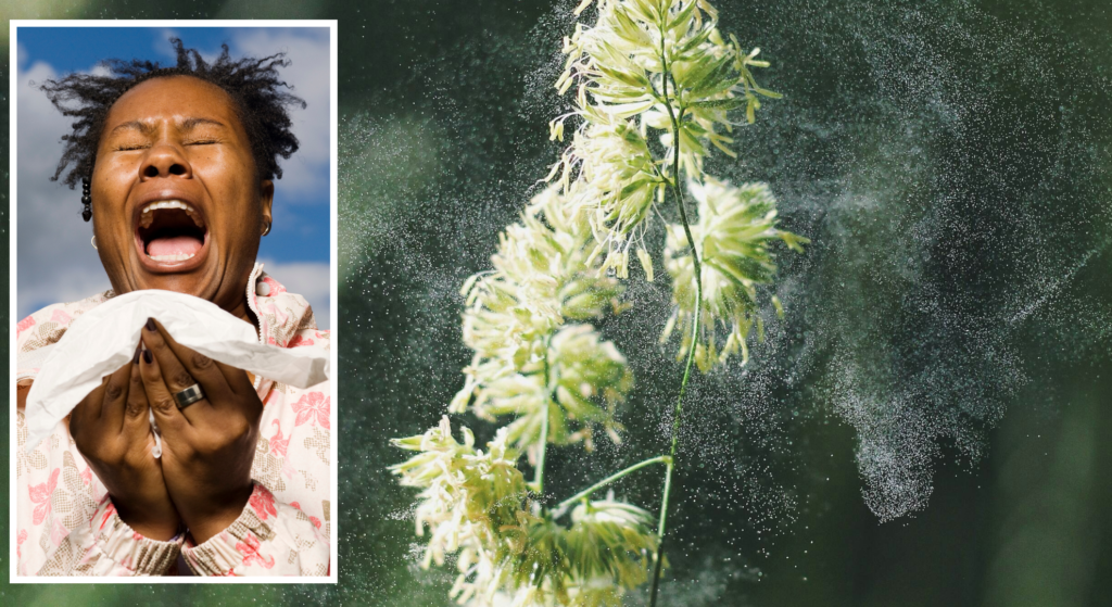 Why your allergy season symptoms are so much harsher this year