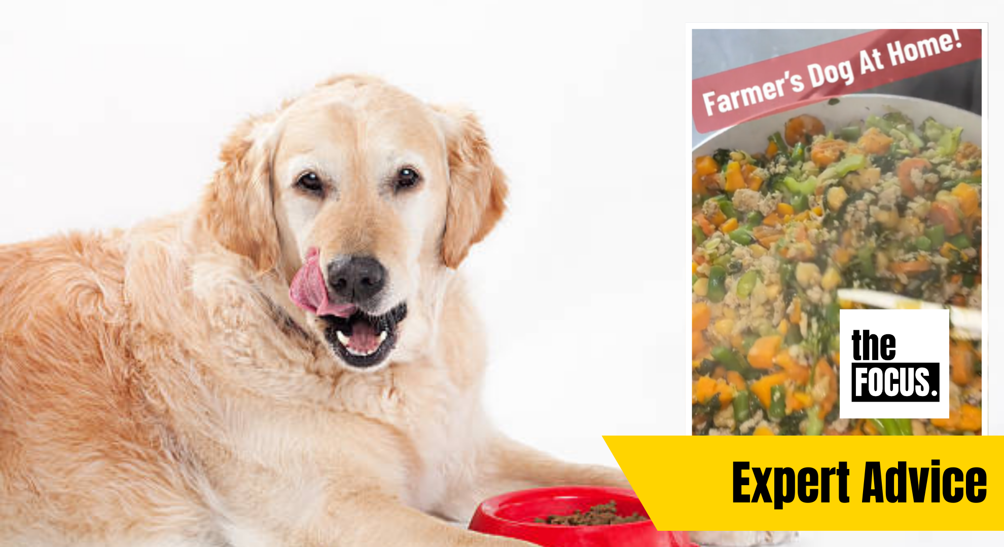 Vet flags issue with home-made diets for your dog often touted as ‘healthy’ on social media
