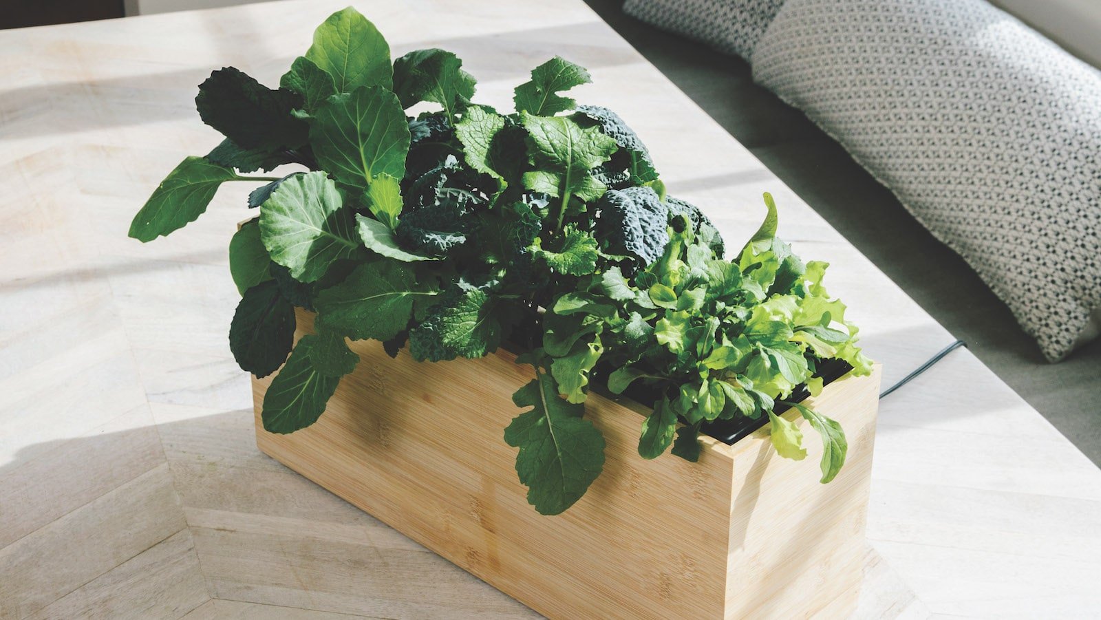 Modern Sprout Smart Indoor Hydroplanter lets you grow a garden & vegetables all year round