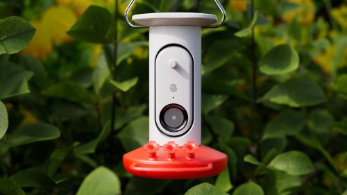 bird-buddy-ai-driven-smart-hummingbird-feeder-has-a-smart-camera-that-recognizes-birds-flipboard