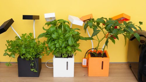 This urban gardening gadget is the easy way to grow greens in the city