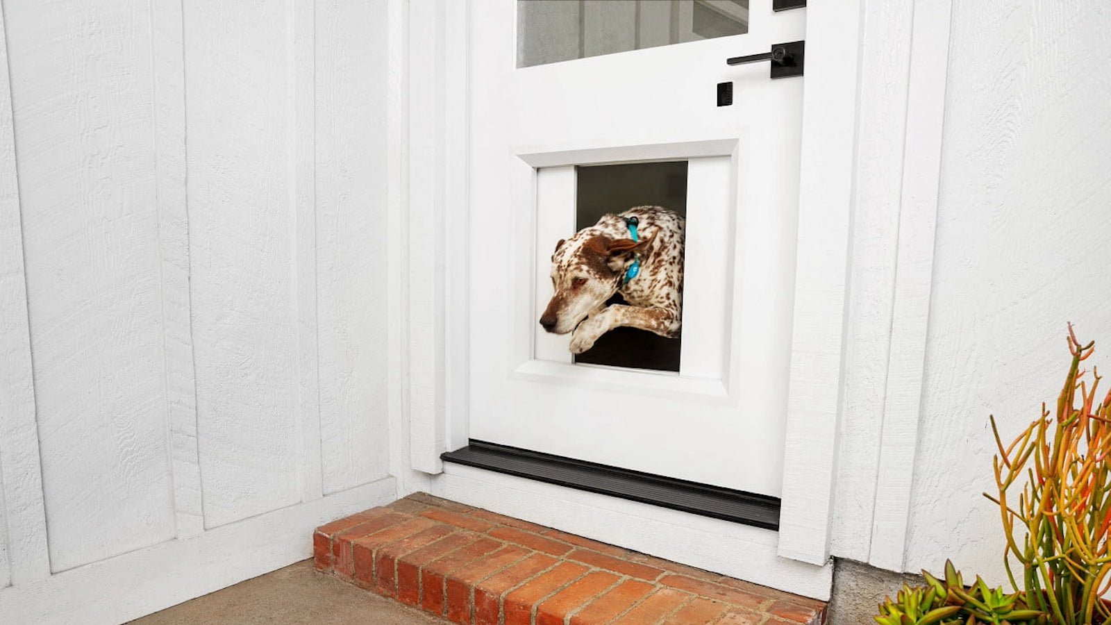 myQ Pet Portal smart dog door lets your pup go outside whenever you want