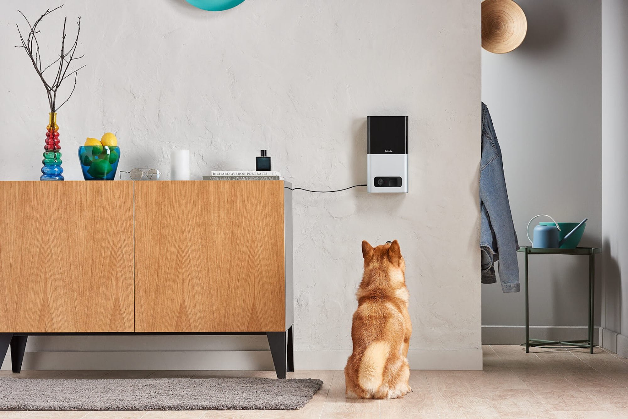 Best pet gadgets and accessories of 2020