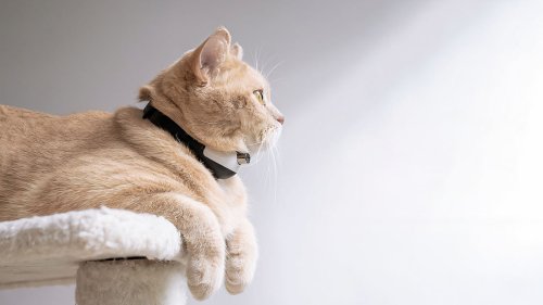 Cheerble KiTiDOT Amusing Collar wearable cat toy lets your kitty chase a red laser dot