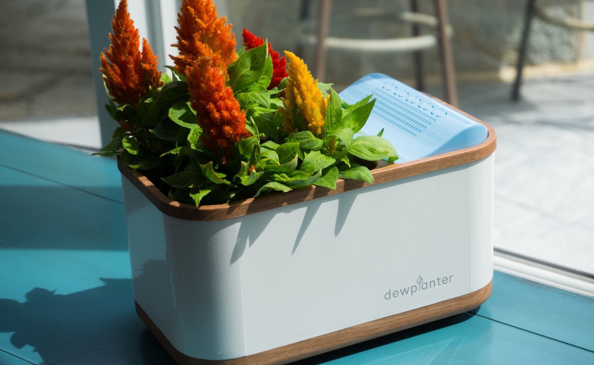 Dewplanter Water-Generating Planter uses condensation to hydrate your plants