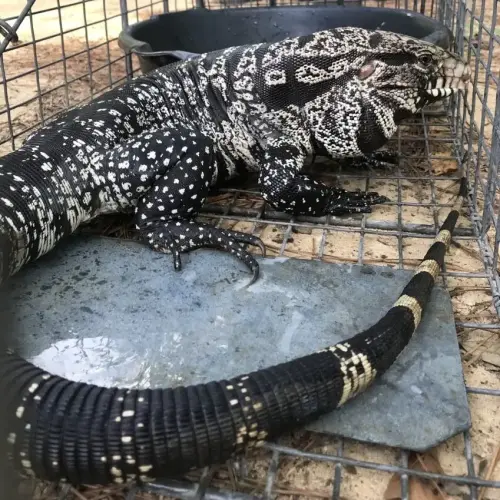 Invasion Alert: Argentine Tegus Lizard Threatens Georgia Wildlife