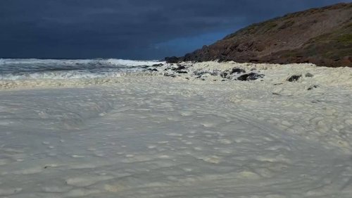 Australian state closes two beaches after dead fish and foam wash ashore