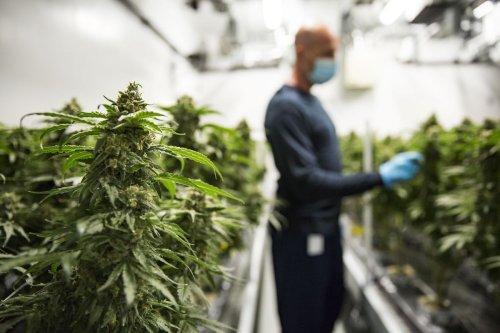 Small towns, migrant workers are casualties of the continuing cannabis industry bust