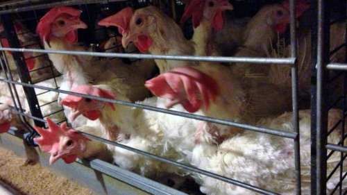 Group wants McDonald’s to step into egg issue; draw attention to cruel farming