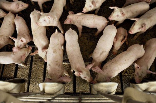 Pig farmers at a ‘crisis point’ amid fears over deadly U.S. virus