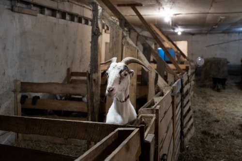 Immigrants are driving demand for goat in Canada to new heights, but the supply can’t keep up