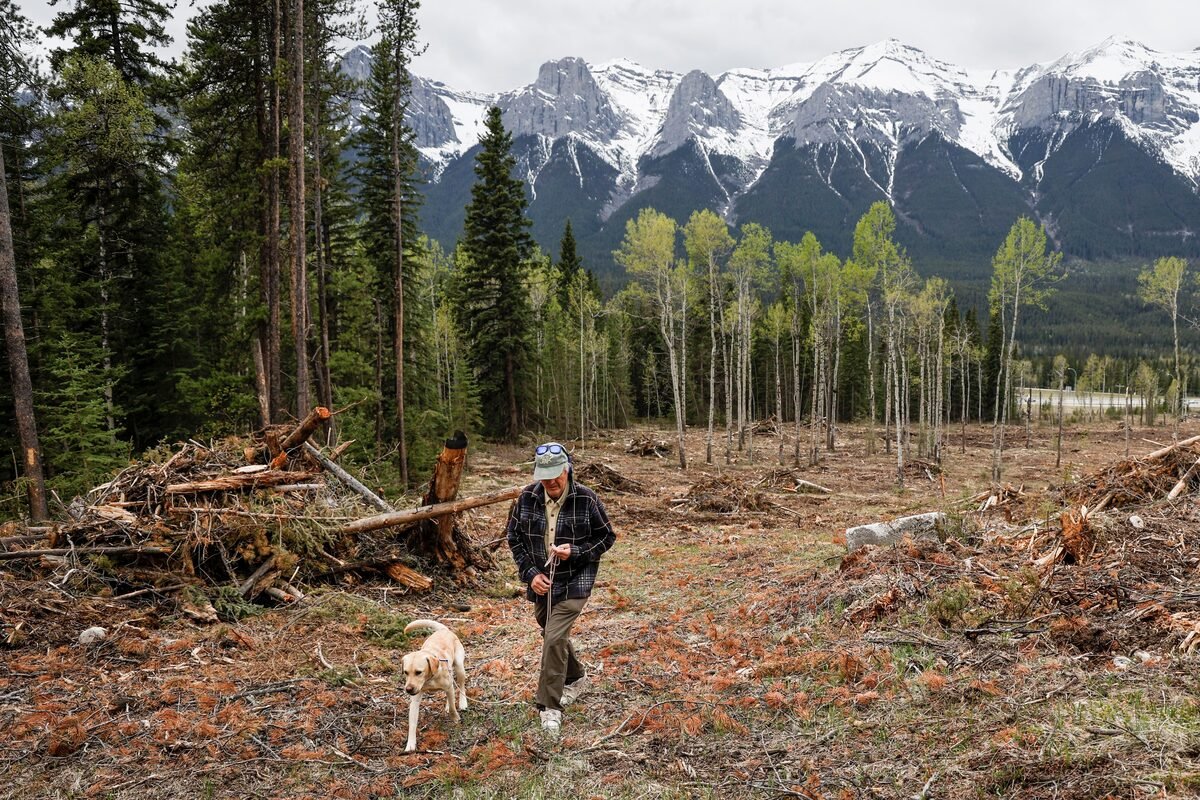 Logging, pruning and anxiety in Banff ahead of first summer since Jasper wildfire