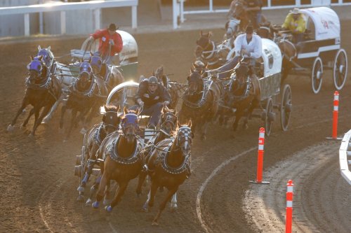 Animal welfare group wants cruelty charges in horse deaths during Calgary Stampede chuckwagon races