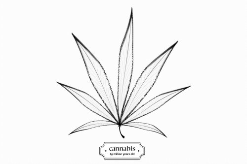 A biography of cannabis