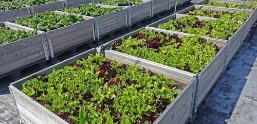 Urban agriculture may be inefficient, but it’s a model for a sustainable future