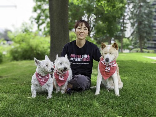Freeing Korean dogs, one overseas adoption at a time
