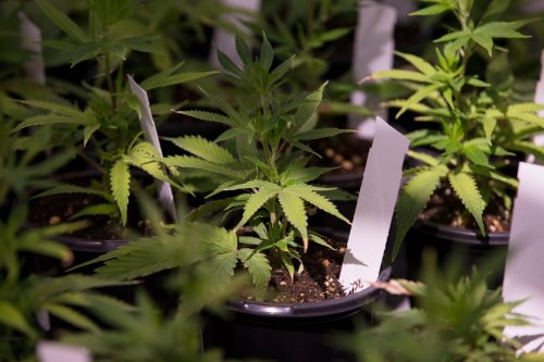 Horizons wants to launch a second marijuana ETF - with a new twist