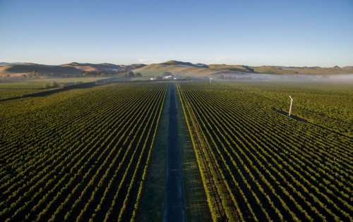 Change is in the air for New Zealand winemakers