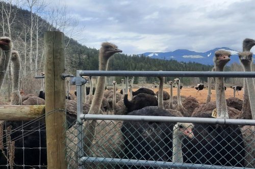Rural B.C. officials receive ‘gratitude’ over landfill resolution before ostrich cull