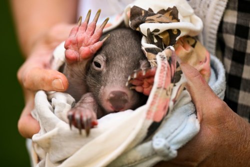 American woman who snatched a baby wombat from its mother leaves Australia