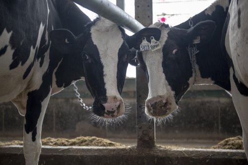 Trois-Rivières, feeling the sting of tariffs, considers turning its back on the Bloc