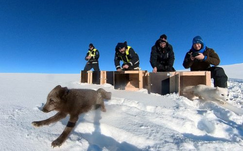 Globe Climate: Why Norway is feeding Arctic foxes dog food