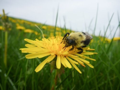 Hibernating bumblebees can survive for days under water, scientists discover