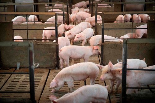 Canadian agriculture representatives lobby China for tariff relief, but fear it could be a long time coming