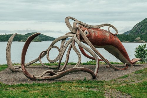 In Newfoundland, giant squid inspire local legends – and questions about why they keep washing up there