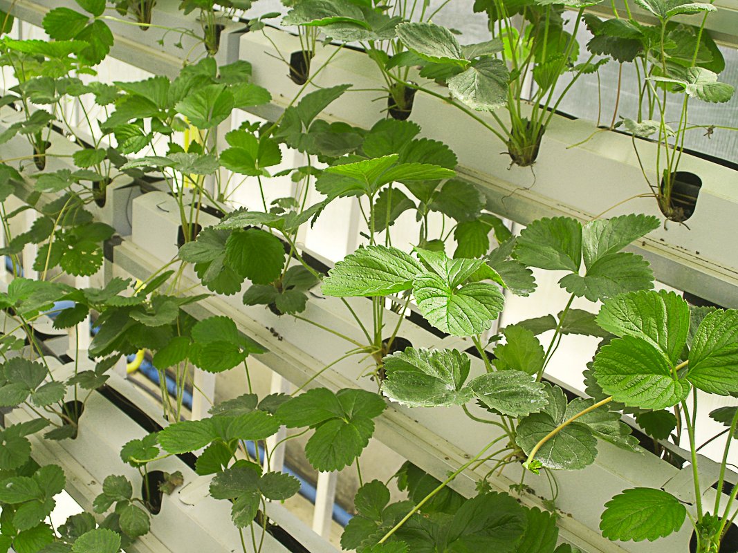 What Is The Difference Between Hydroponics vs Aeroponics?