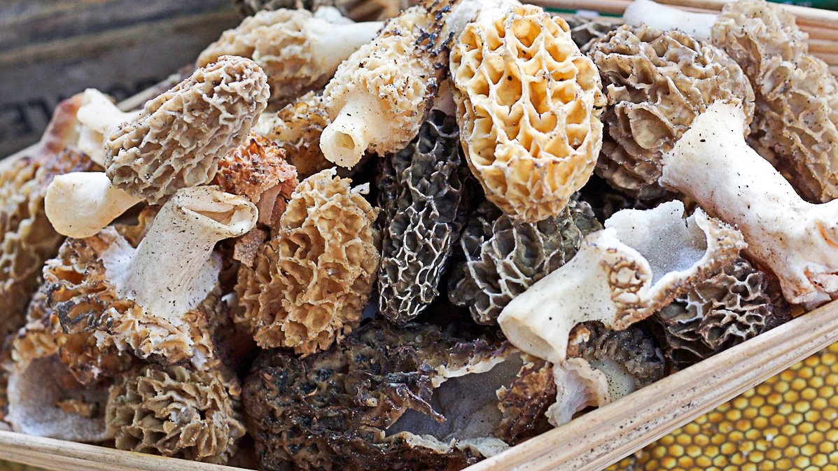 Our Top Tips For Growing Morel Mushrooms At Home
