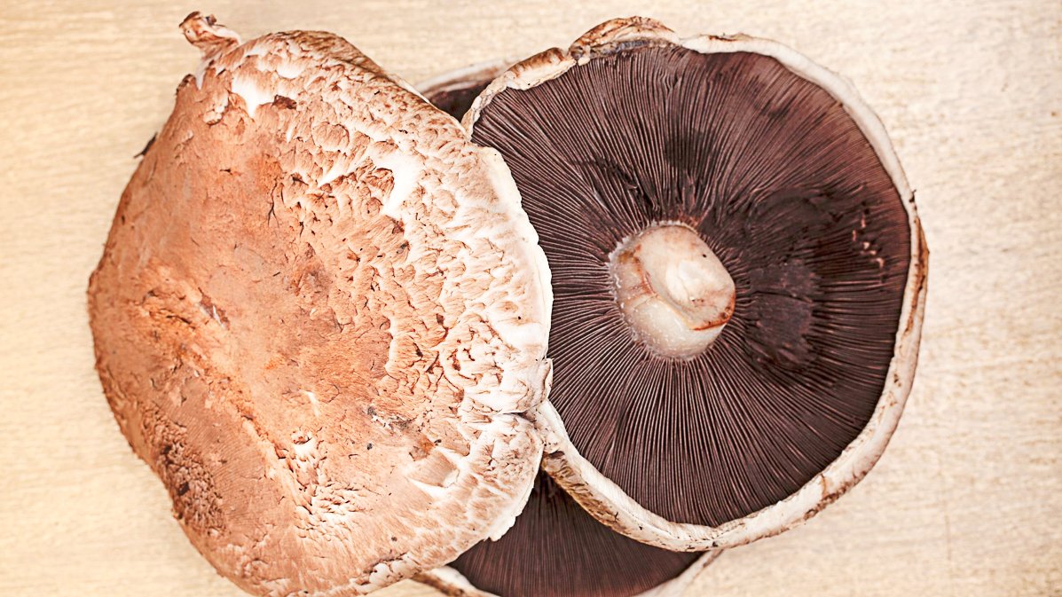 Top Tips For Growing Portobello Mushrooms At Home