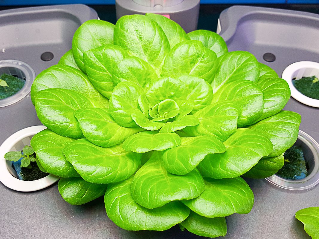 5 Tips For Successfully Growing Hydroponic Lettuce At Home