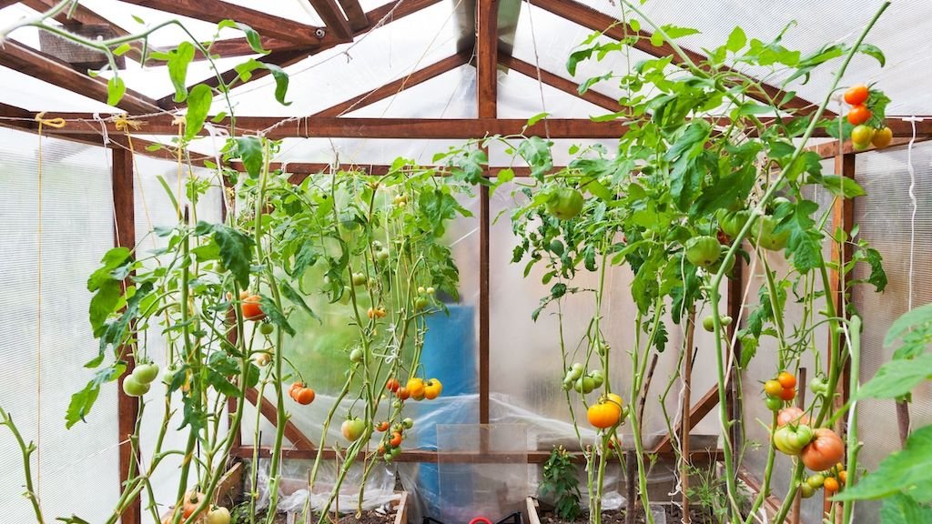 The Best Urban Greenhouses For Home Gardeners