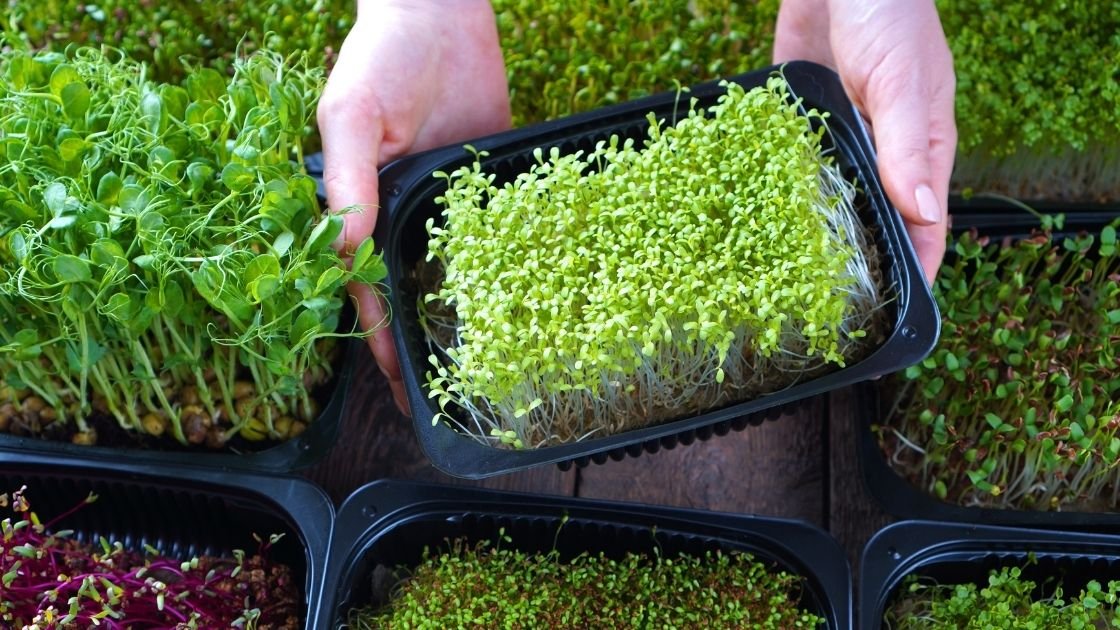 Best Microgreen Growing Kits For Home Gardeners