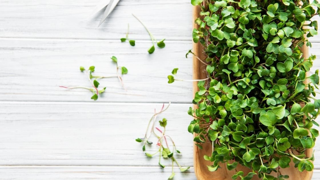Easy Tips For Growing Arugula Microgreens At Home