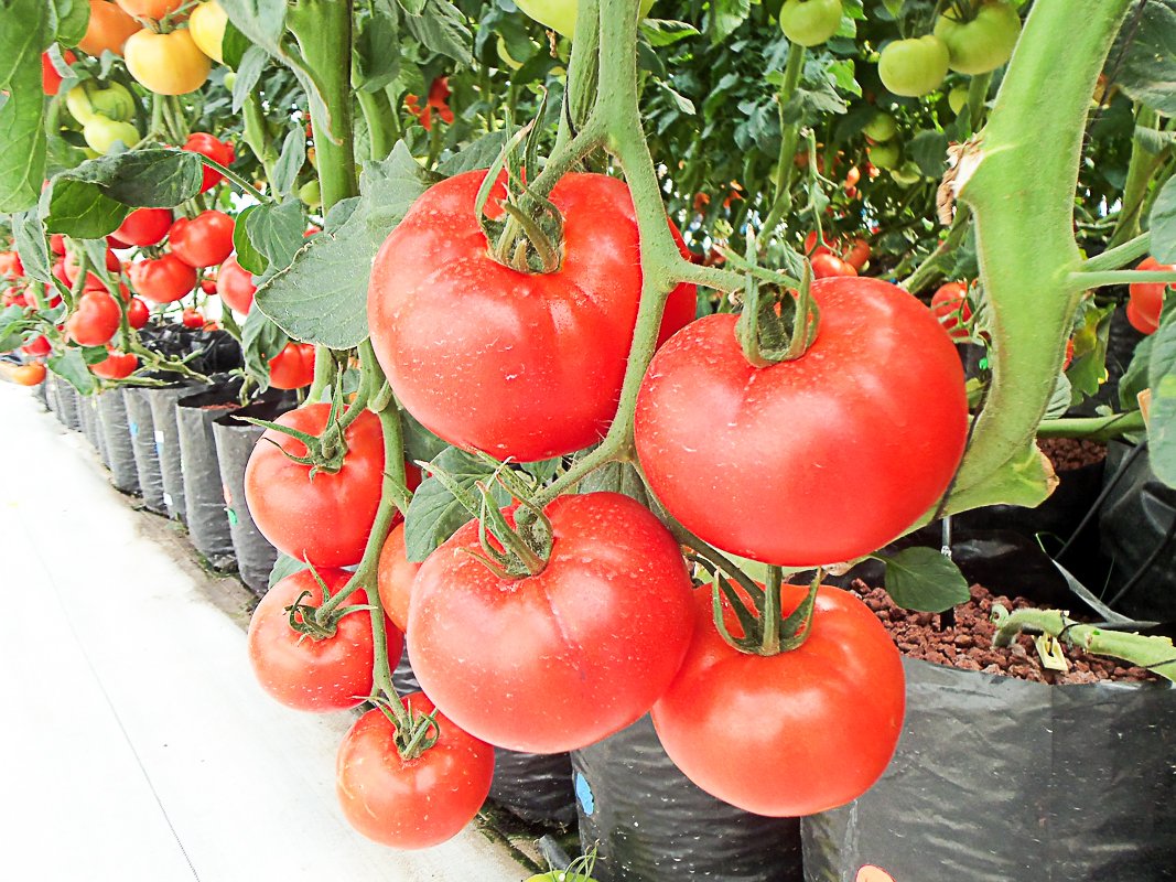 5 Tips For Growing Hydroponic Tomatoes At Home