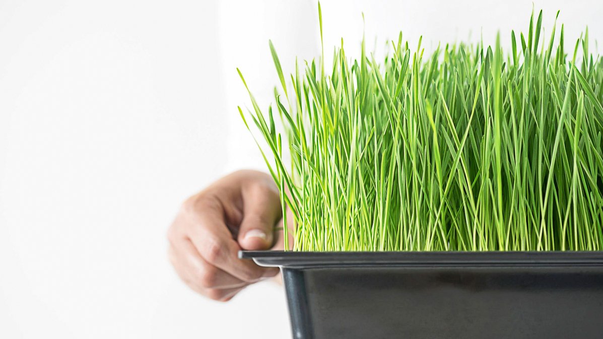 How To Easily Grow Wheatgrass At Home - Green Garden Life