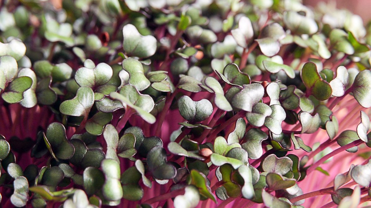 5 Simple Tips For Growing Radish Microgreens At Home