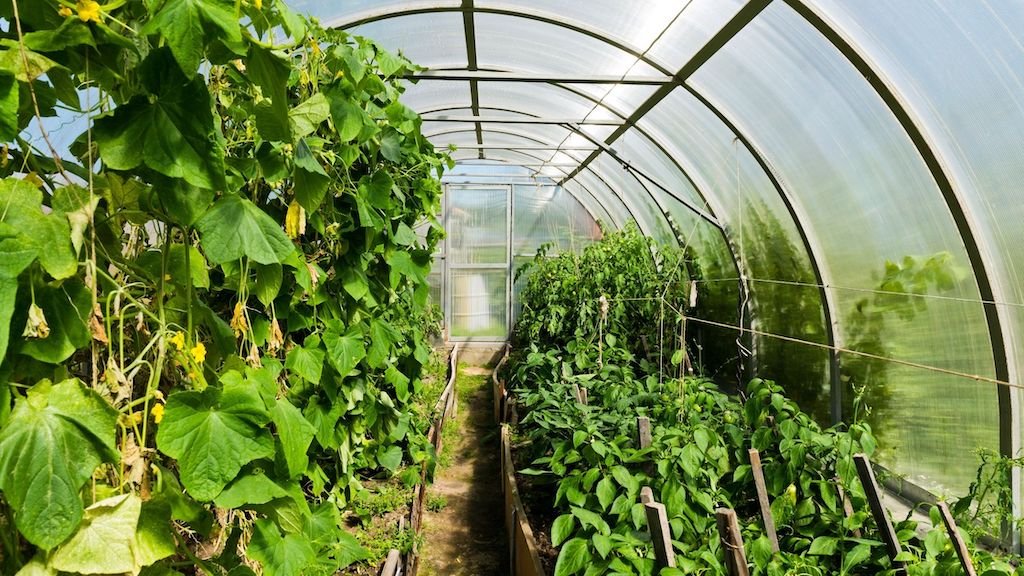 The Best Tunnel Greenhouses For Home Gardeners
