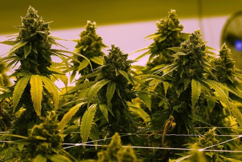 A dozen compete for one medical marijuana license reserved for a Black farmer and worth up to $50M