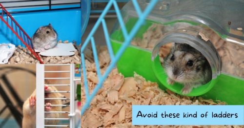[2022] 8 Cool Hamster Ladders and Hamster Climbing Toys