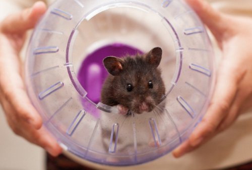 Is Hamster Ball Safe? Pros and cons of a hamster exercise ball