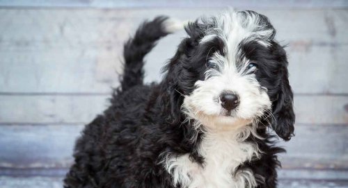 The Poodle Mix Dog Everyone Wants 