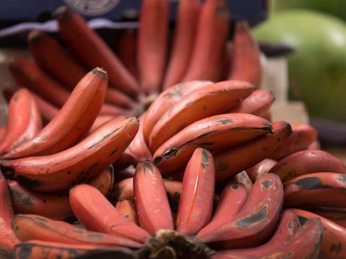 Red Banana For Weight Loss: 6 Amazing Health Benefits of Eating Red Banana On Empty Stomach Daily