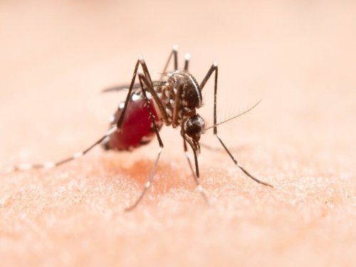 Peru In A State Of Health Emergency Caused By Dengue: Quick Facts About The Disease